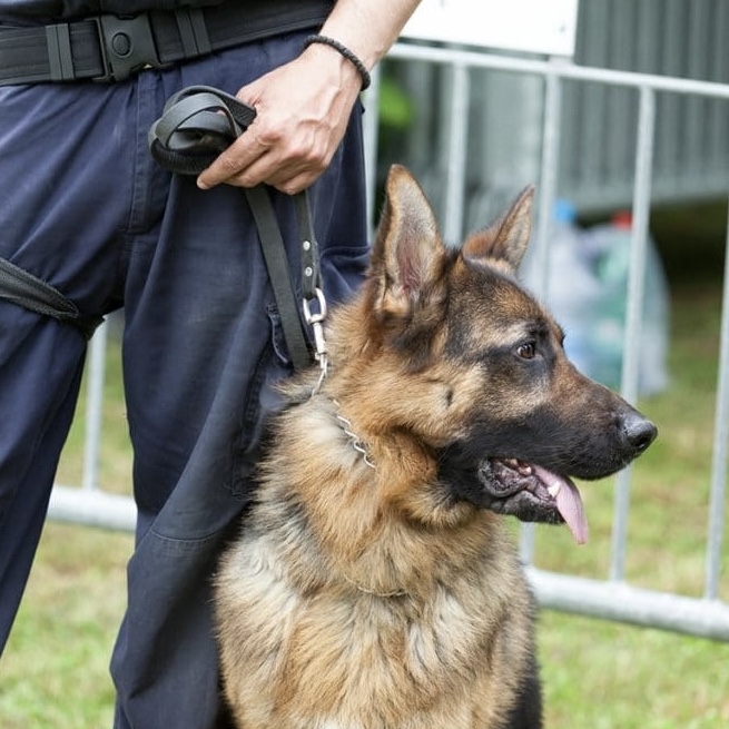 Maître-chien en surveillance cynophile sur un site industriel à Bordeaux